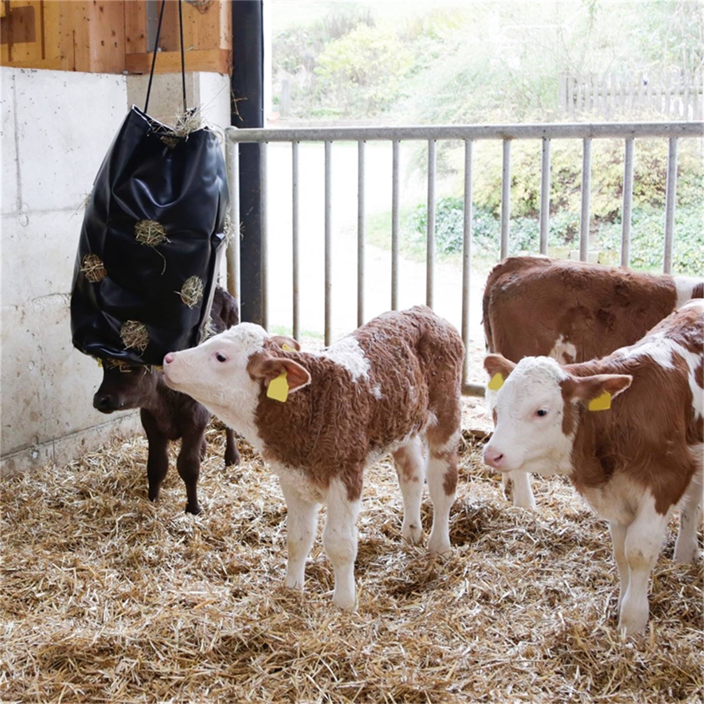 Tre kalvar står på halm i ett stall, en av dem sniffar på en Kerbl "HayBag" som hänger på väggen.