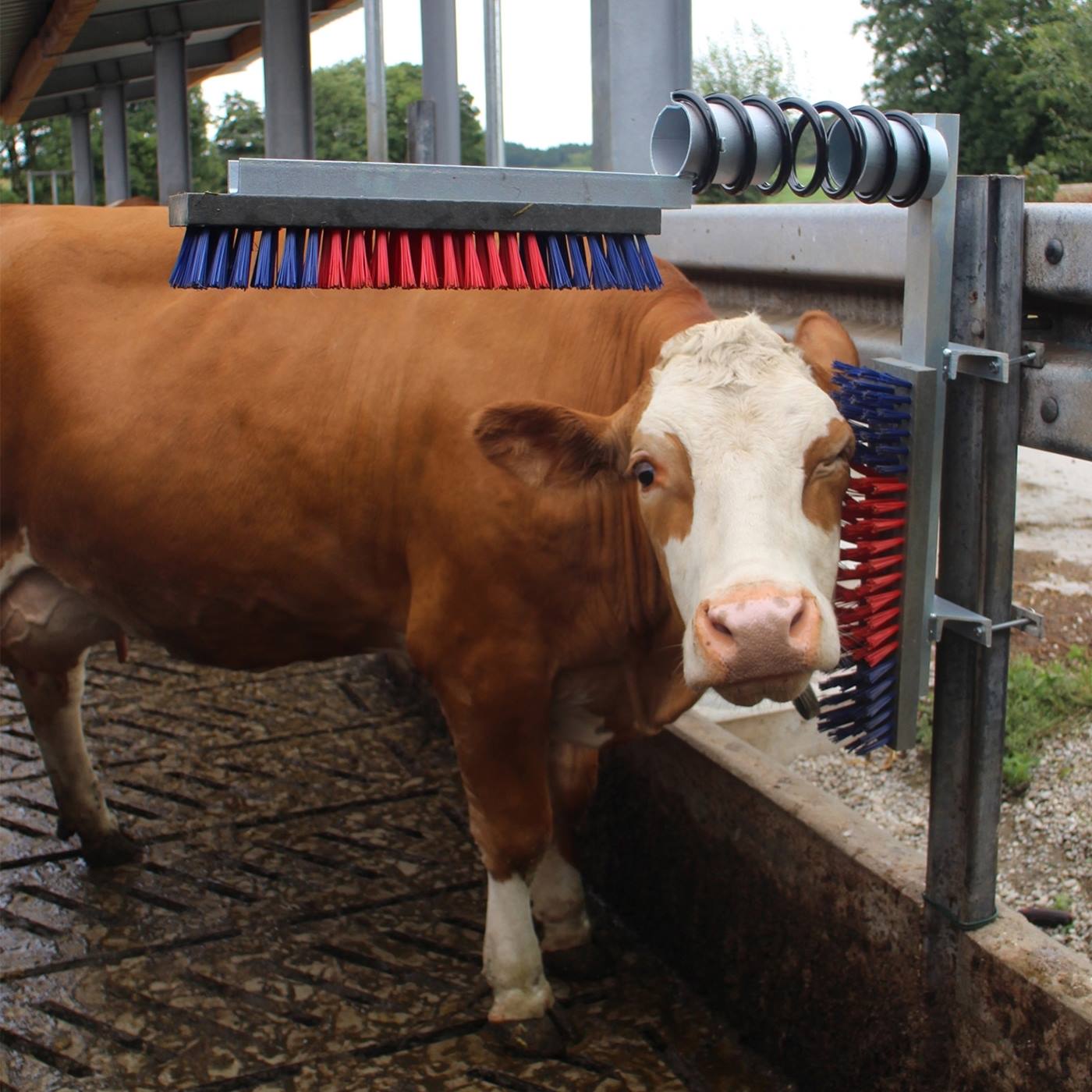 Dubbelklicka för att förstora Pälskliare EuroFarm, koborste, ryktborste lösdrift, sid- och ryggborste till nötkreatur, häst