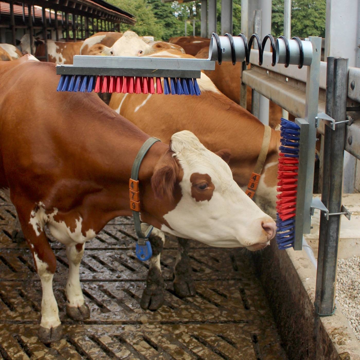 Dubbelklicka för att förstora Pälskliare EuroFarm, koborste, ryktborste lösdrift, sid- och ryggborste till nötkreatur, häst