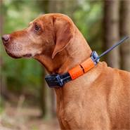 Hundpejl Dogtrace GPS X22 tracker, sparpack för 2 hundar, pejlhalsband till jakthund, ORANGE