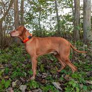 Hundpejl Dogtrace GPS X20 tracker, GPS-spårare för hund, pejlhalsband till jakthund, ORANGE