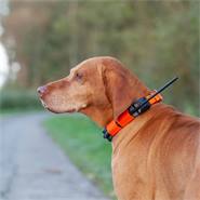 Pejlhalsband till hundpejl "Dogtrace GPS X20 reservhalsband", GPS-spårare hund