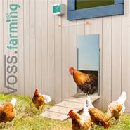 Lucköppnare Chicken-Door + Hönslucka 430 x 400 mm, VOSS.farming