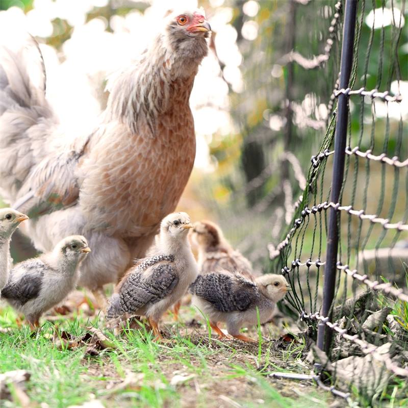 17-voss-farming-kycklingar-hons-gront-honsnat.jpg